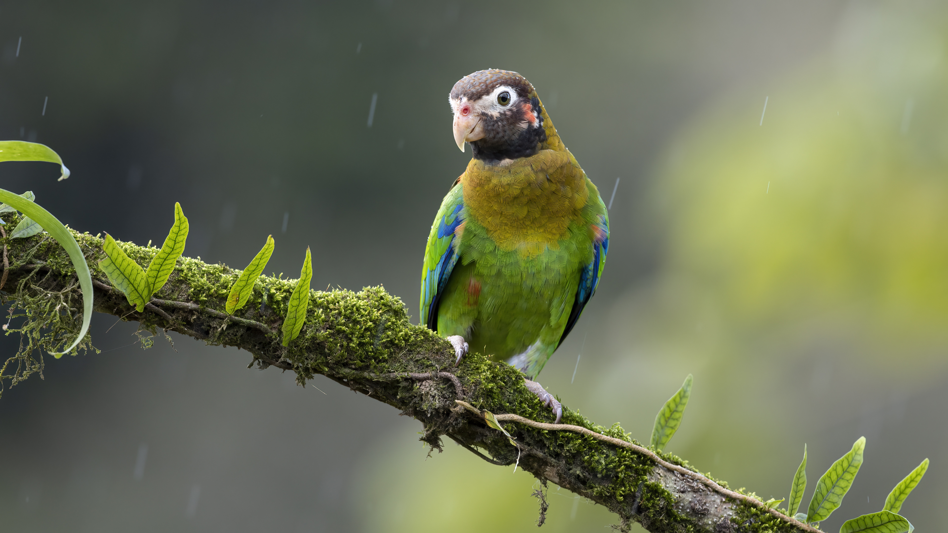 Brown-hooded Parrot